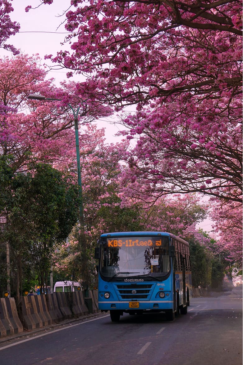 Bangalore the Garden City: Where and When to Find Trees in Full Bloom