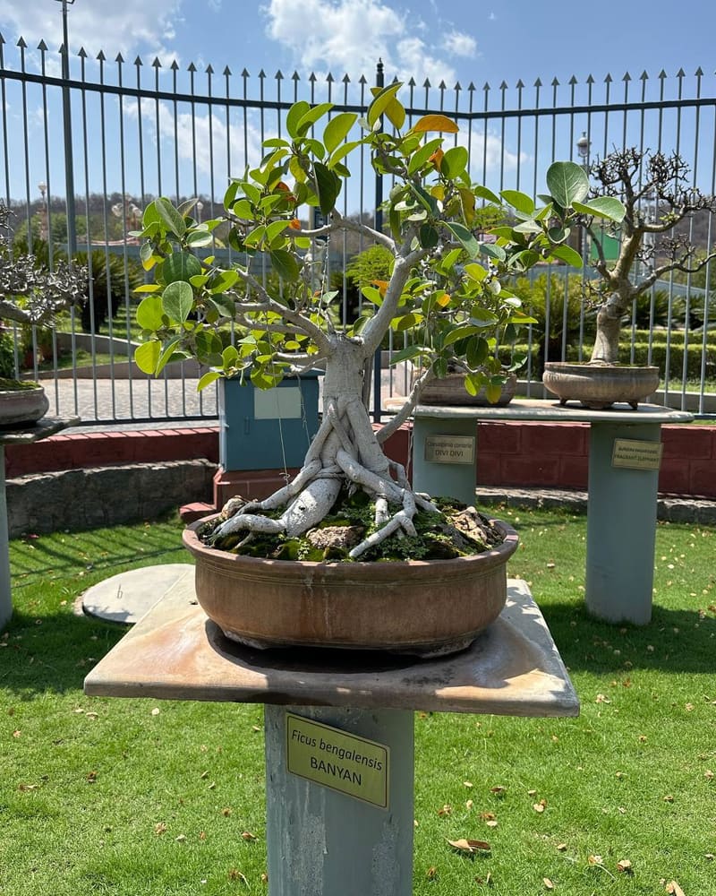 Бонсай баньяна с табличкой Ficus benghalensis