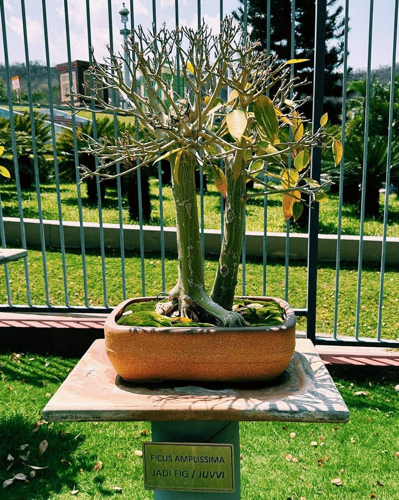 Ficus Amplissima (Джади Фиг)