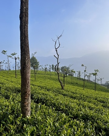 Indian Tea: From Plantations to Street Masters!